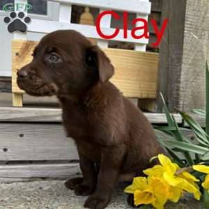 Clay, Chocolate Labrador Retriever Puppy